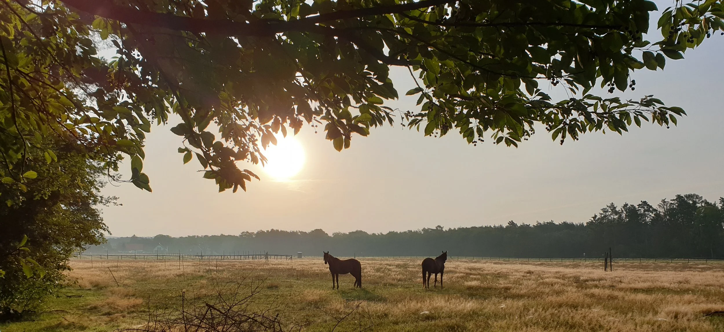 Landschaft mit zwei Pferden, die in einem offenen Feld grasen, unter einem Baum mit grünen Blättern, bei Sonnenuntergang oder Sonnenaufgang.
