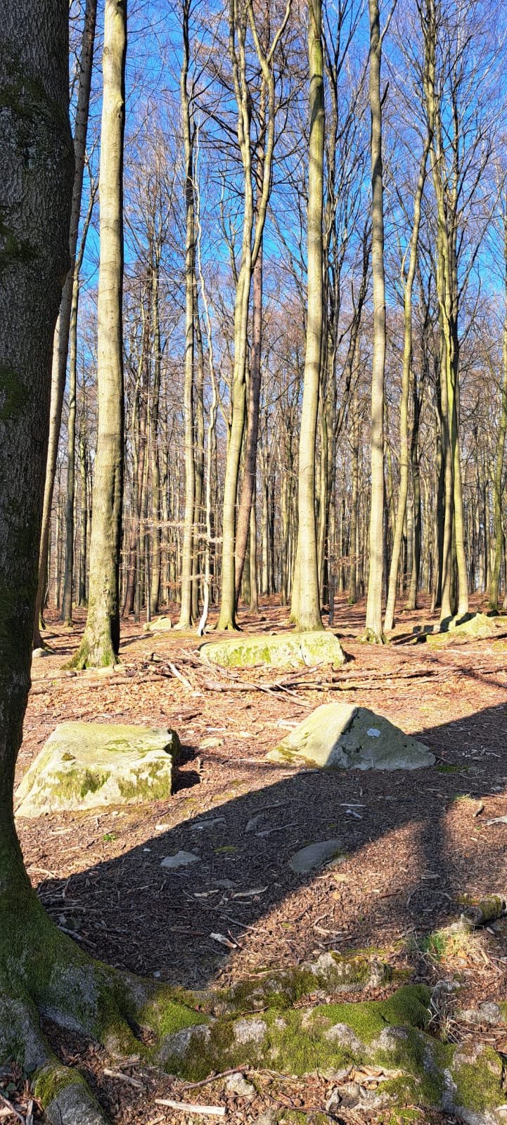 20240309_Wanderung_Leistruper_wald_12.jpeg