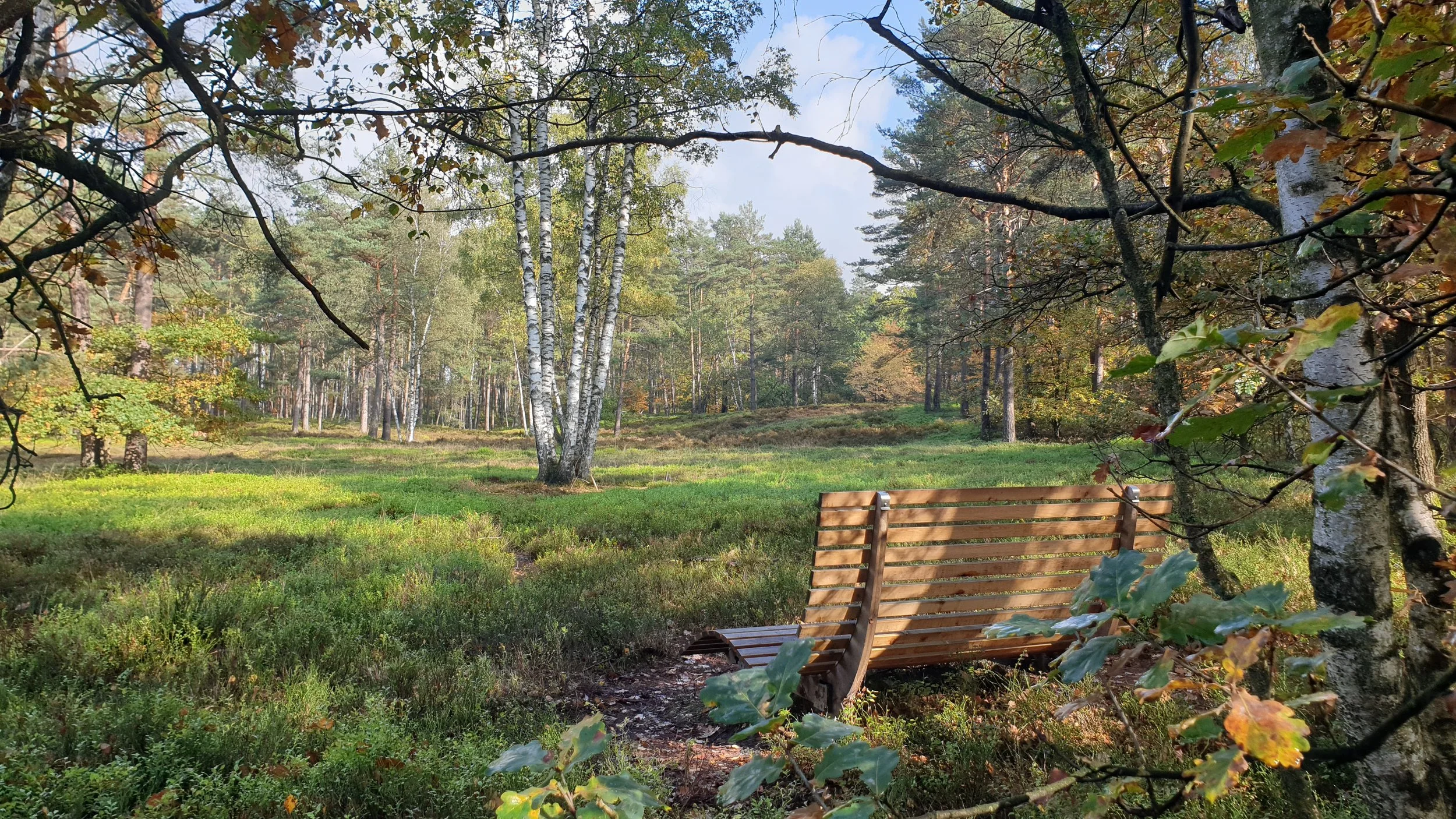 Ein ruhiger Park mit grüner Wiese, Birken- und Tannenbäumen, im Vordergrund befindet sich eine Holzbank, umrahmt von Blättern eines Baumes.