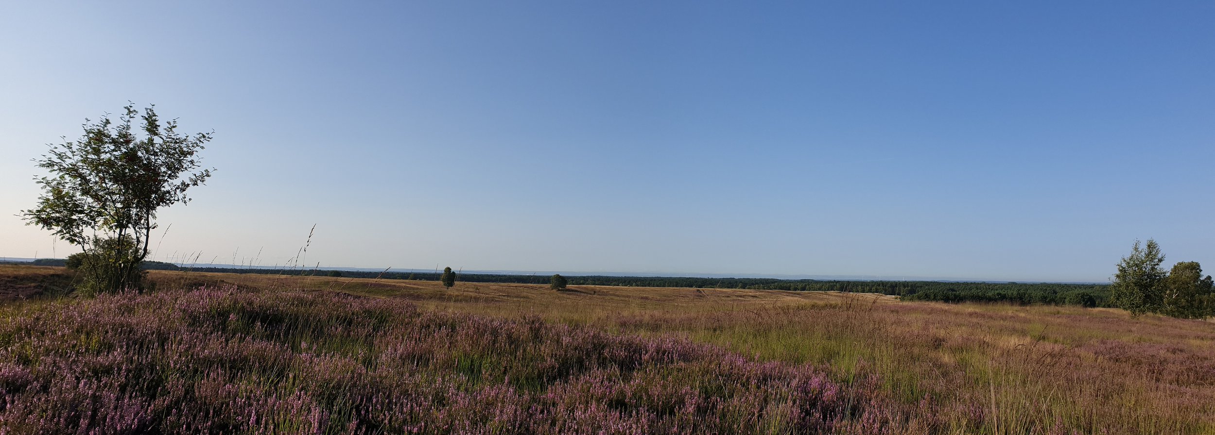 2021 08 Heideblüte Stapel# (14).jpg