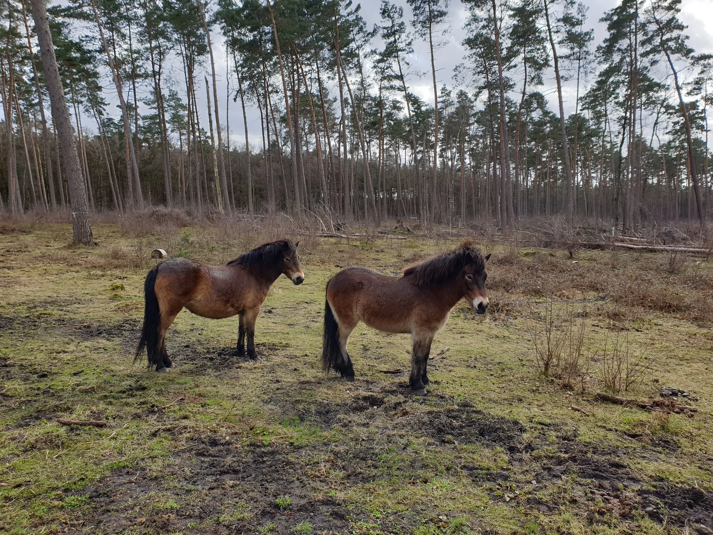 Exmoor Pony  (2).jpg