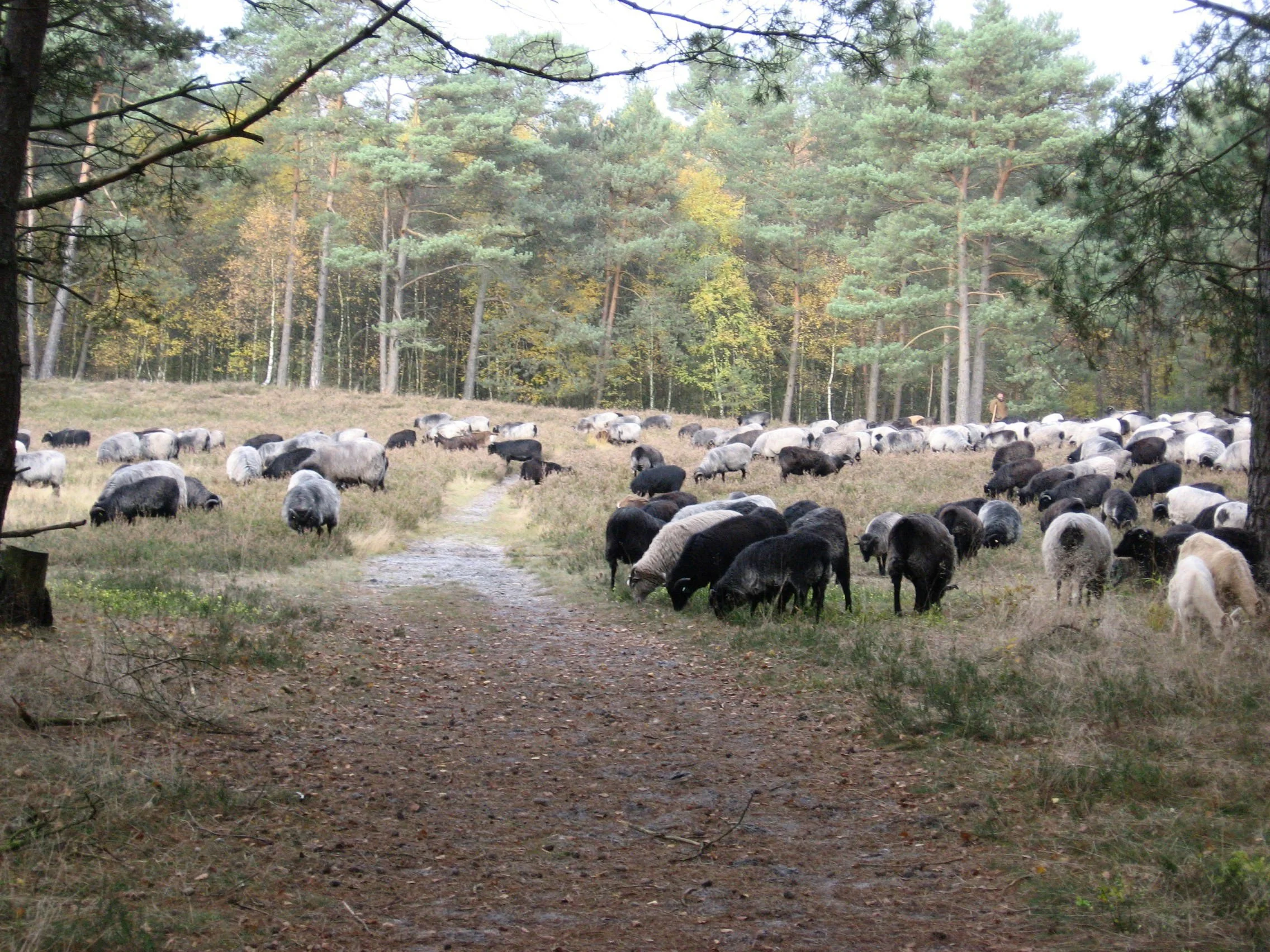 Heidschnucken