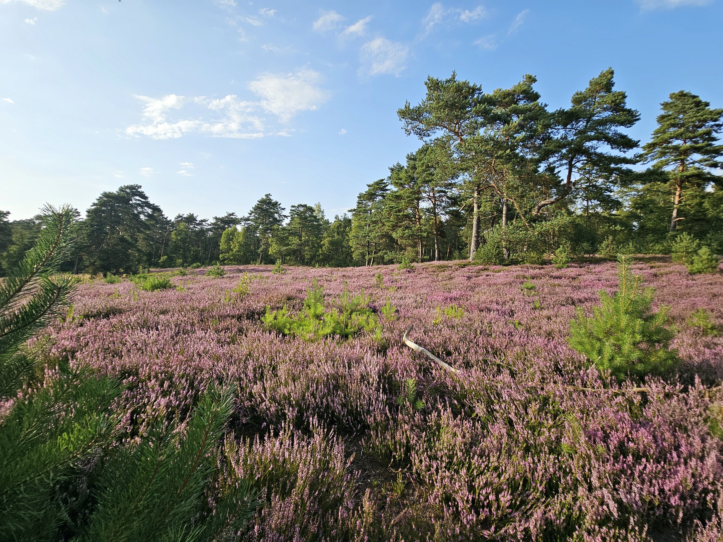 Blick auf eine Wiese mit lila Heide im Vordergrund und hohen Kiefern im Hintergrund unter einem blauen Himmel mit wenigen Wolken.