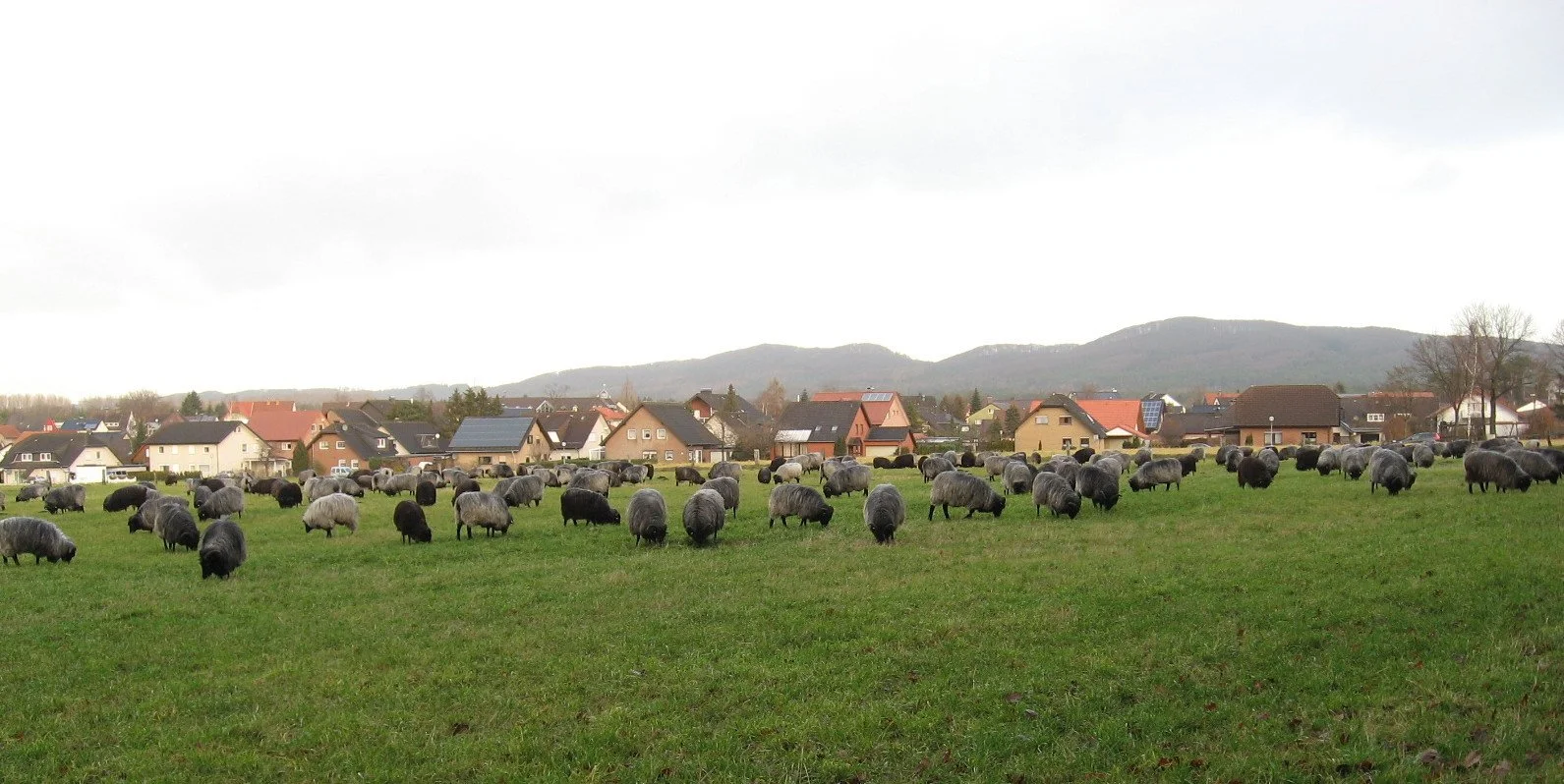 Heidschnucken Blick auf Elisabethstr. u. Staplelager Berge.JPG