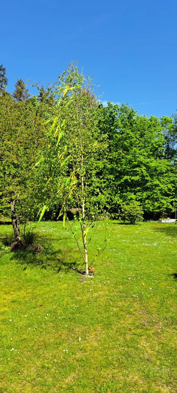 20240511_Maiwanderung_1.jpg