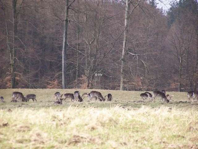 Dammwild in der Senne