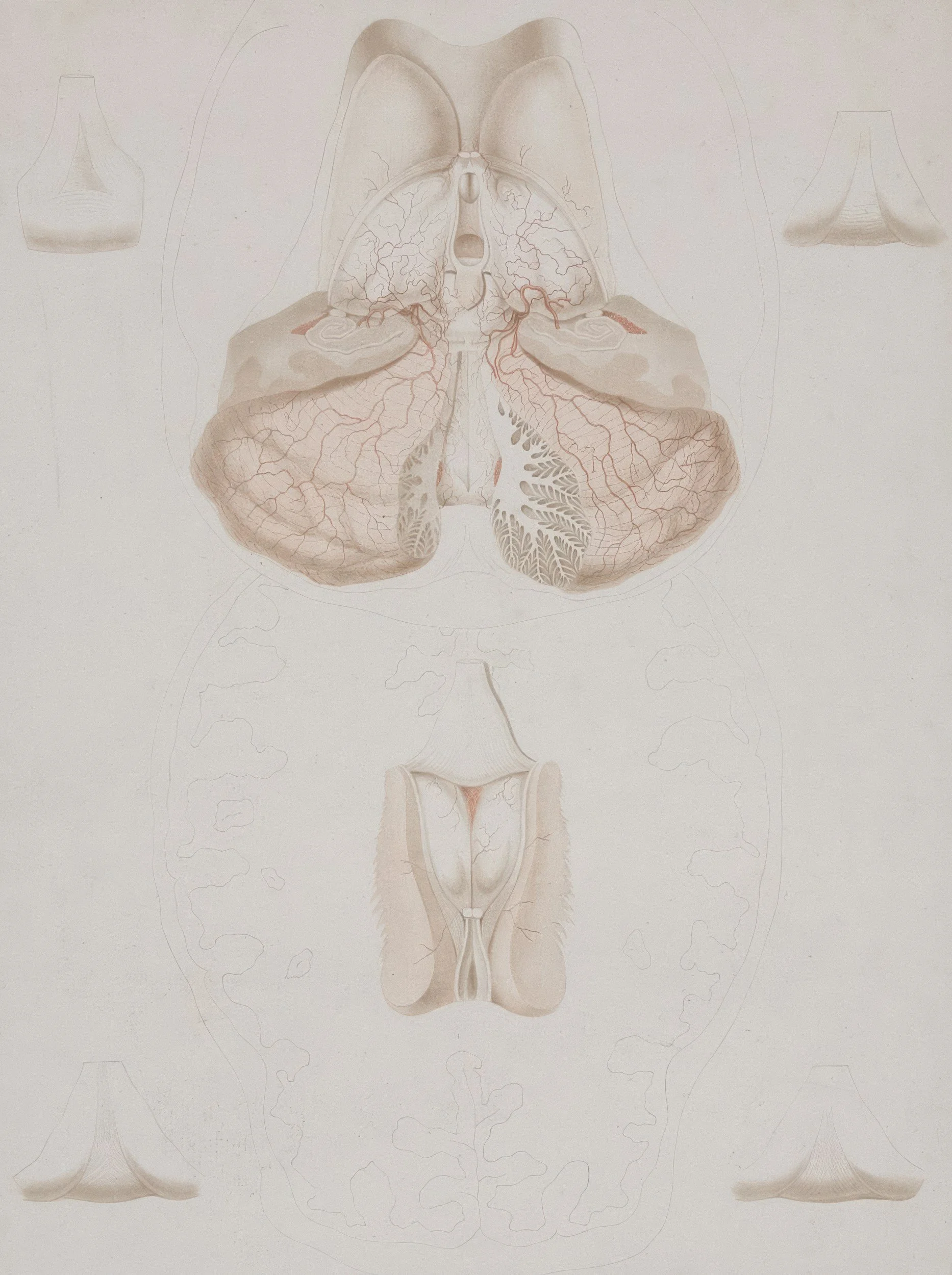 A detailed anatomical illustration of the human brain and skull, showing the blood vessels and internal structures, with faint outlines of additional anatomical features in the background.