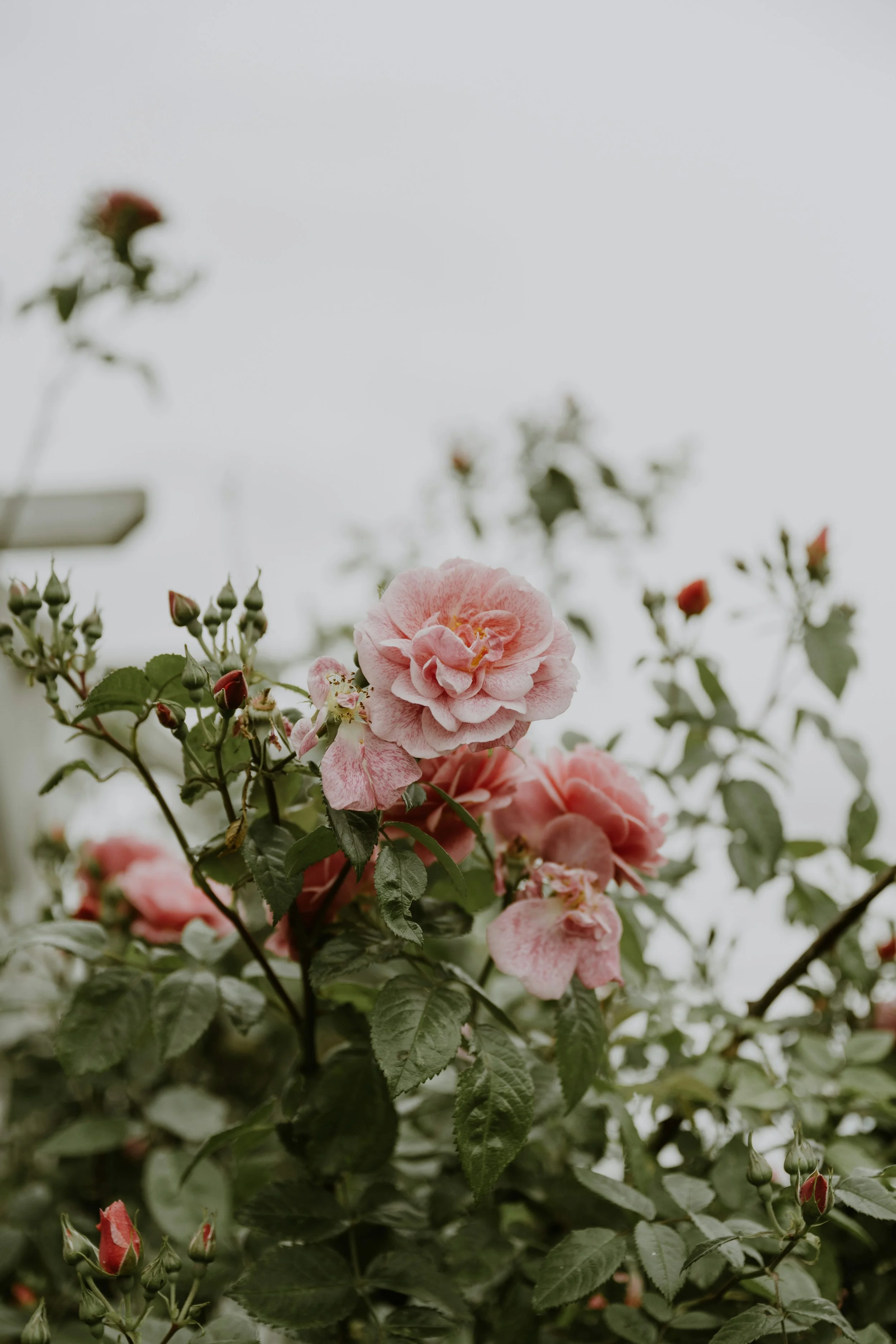 anita-austvika-f1R4lDImDjw-unsplash.jpg