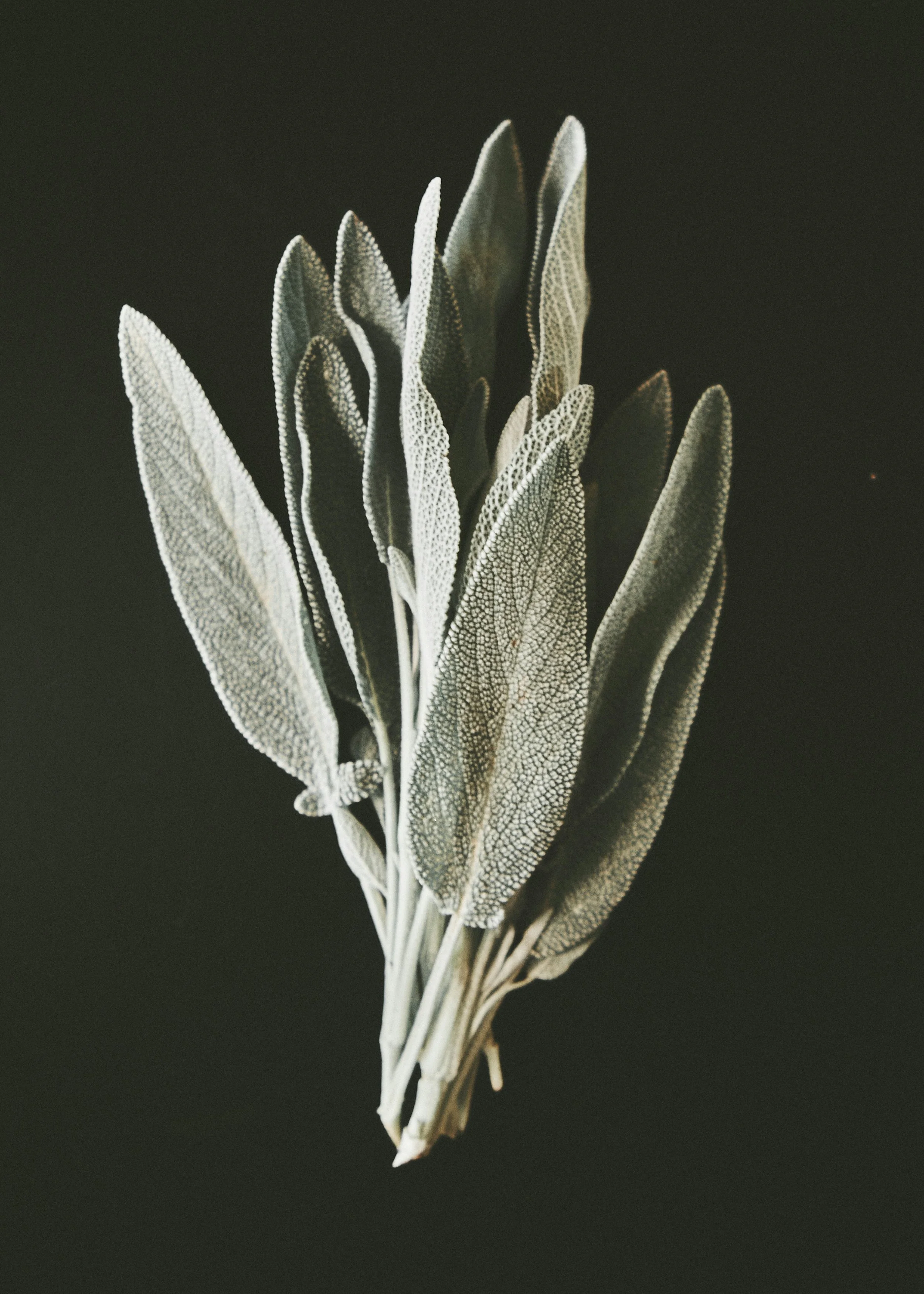 manuel-fleig-1-7foaLD2tA-unsplash.jpg (Copy)