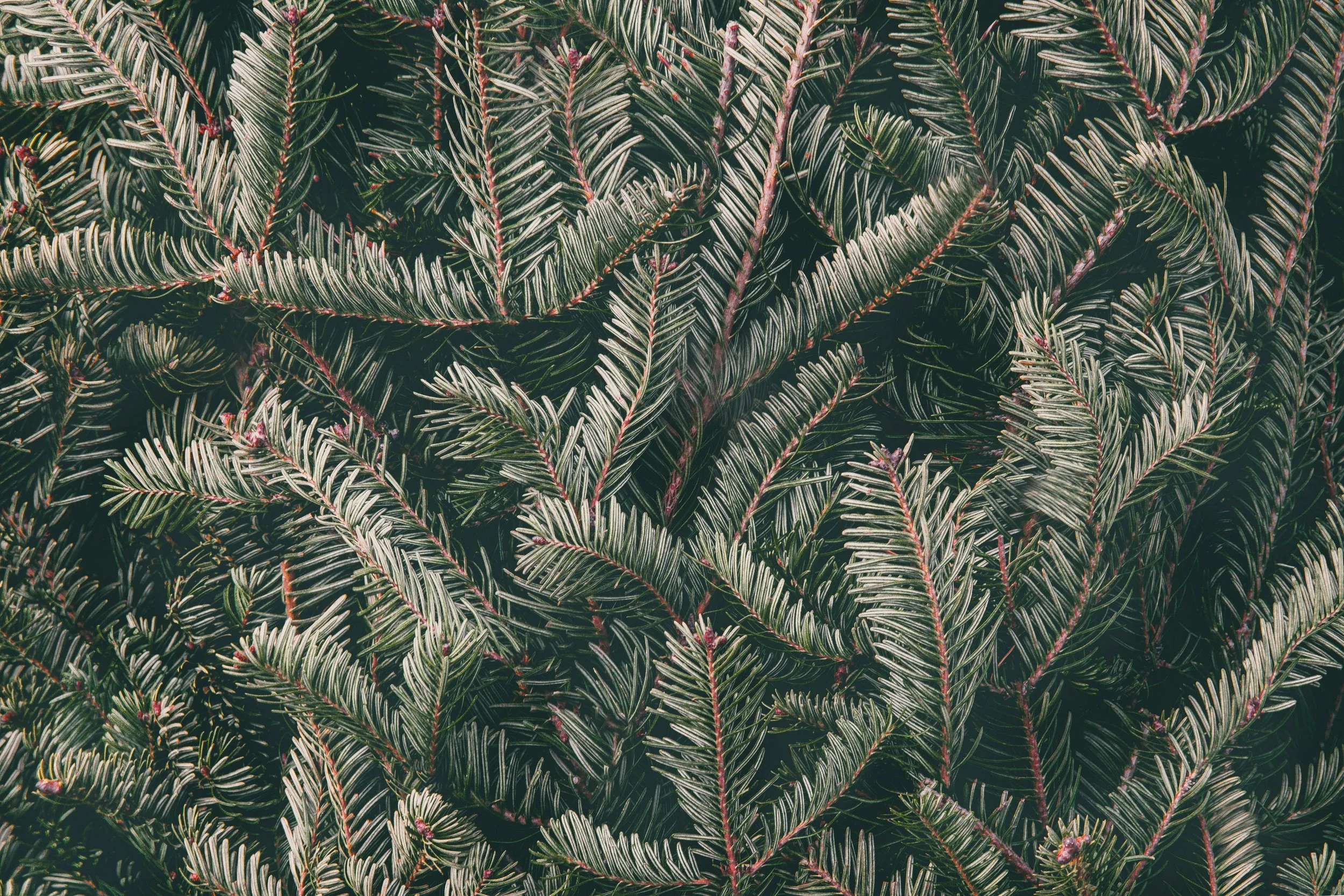 spencer-imbrock-OOhP_aerUYs-unsplash.jpg