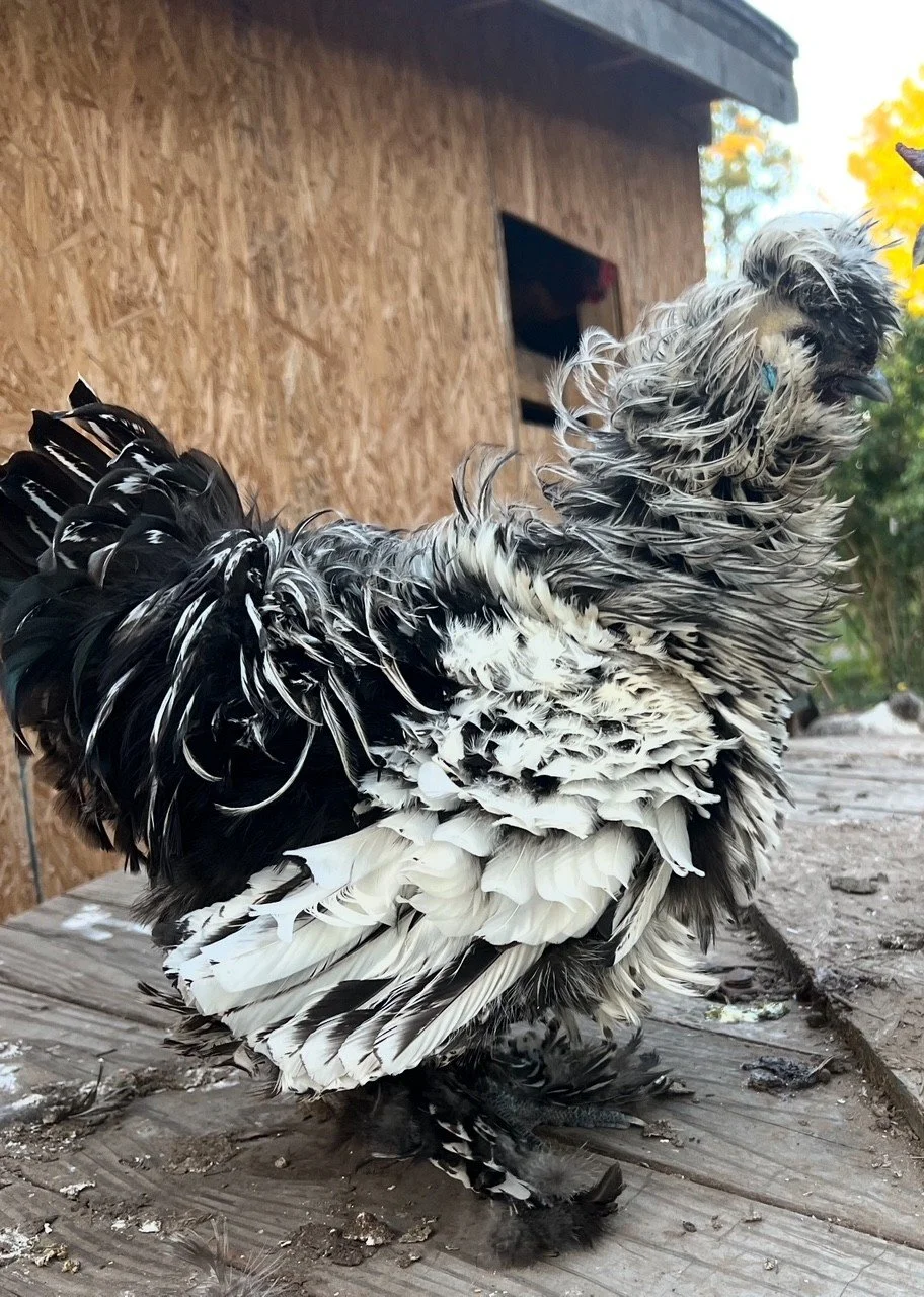 Farm Tour- additional person