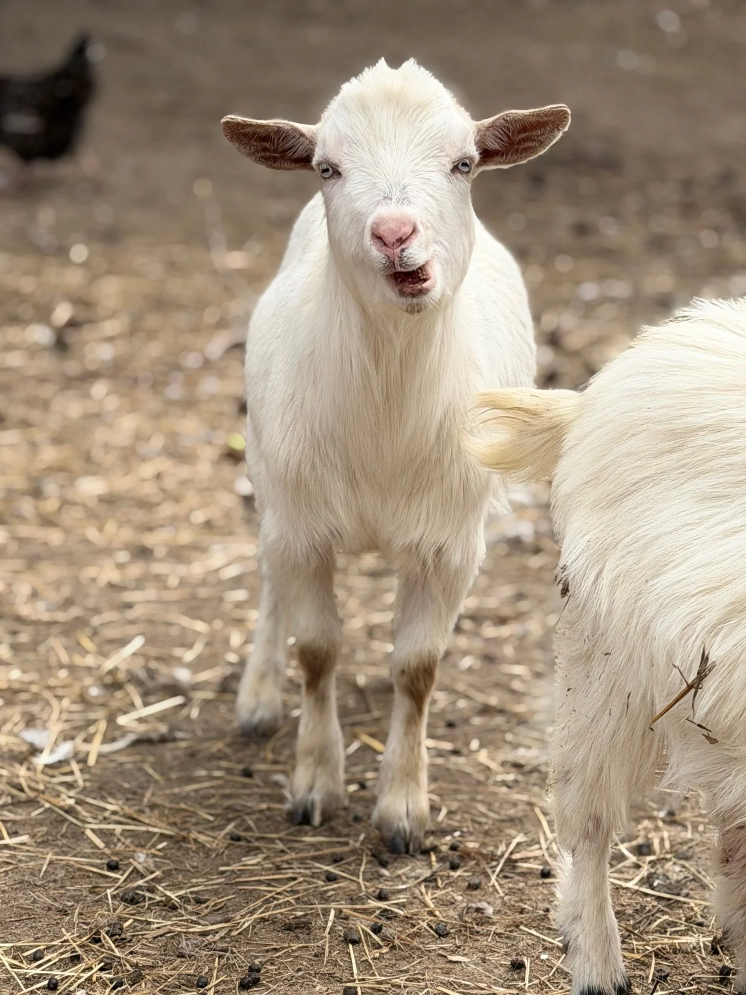 Farm Tour- additional person