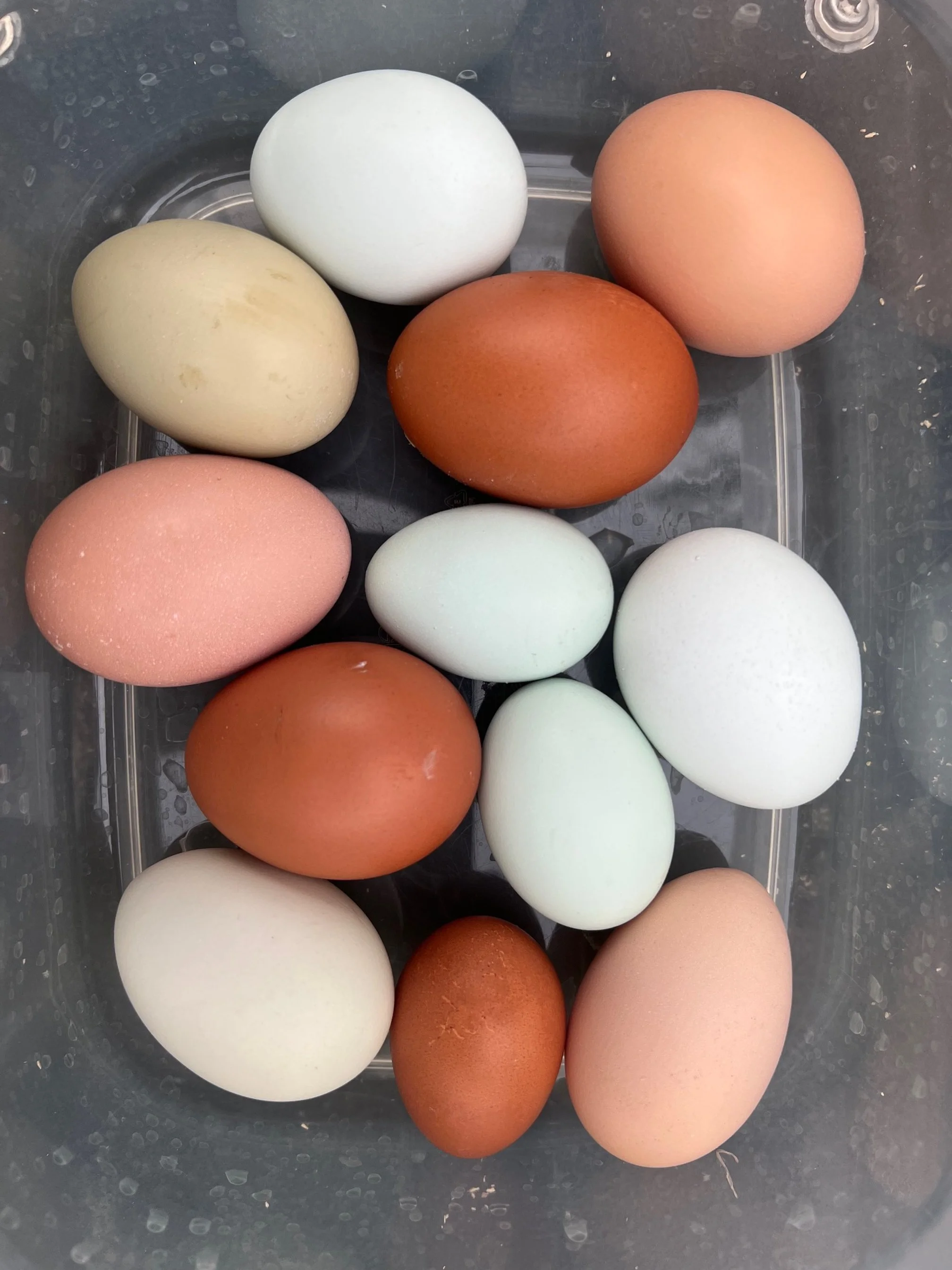 ReCoop Hen Rentals- Deluxe Package