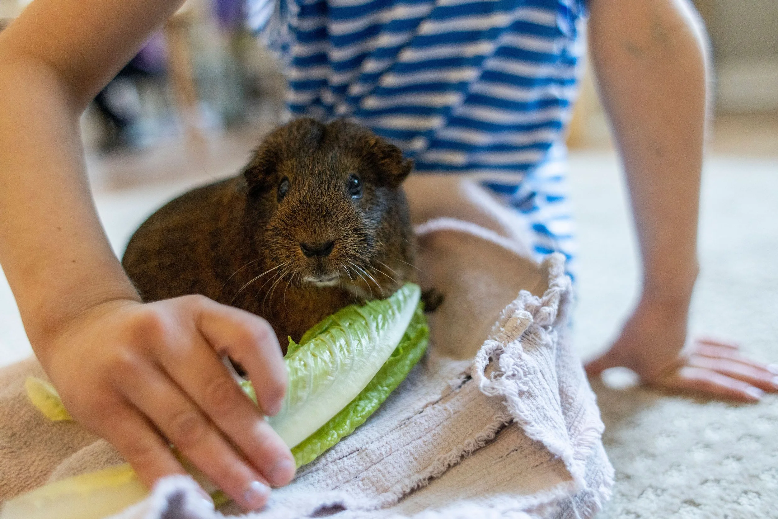 Child in striped shirt reaching for a guinea pig on a towel, with a leaf of lettuce in front of the guinea pig.