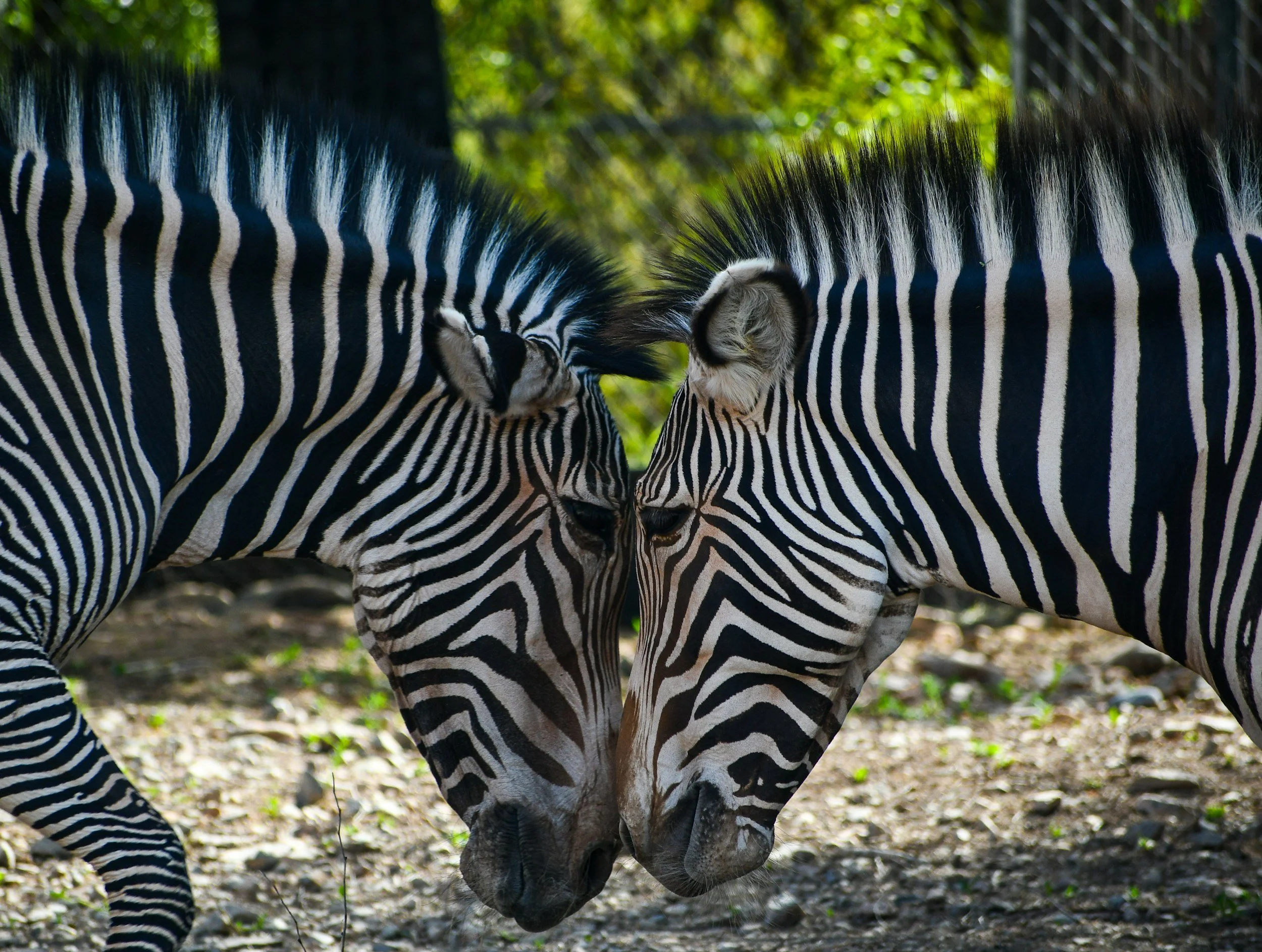 Image of two zebras Mary Evelyn Moore gazing at each other