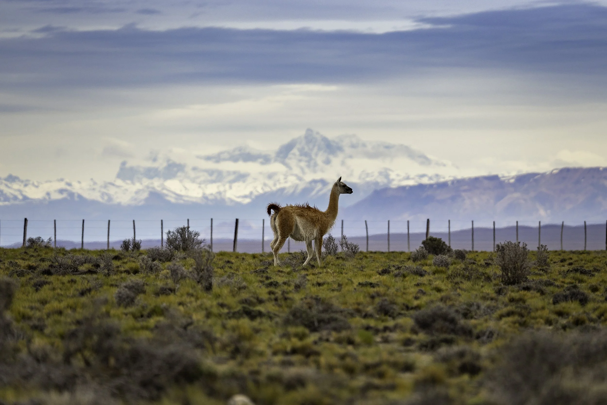 139 Argentina - HEL09884-1.jpg