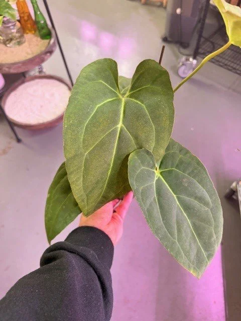 Anthurium. Crystallanium x Red Crystal