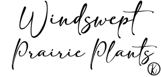 WindSwept Prairie Plants