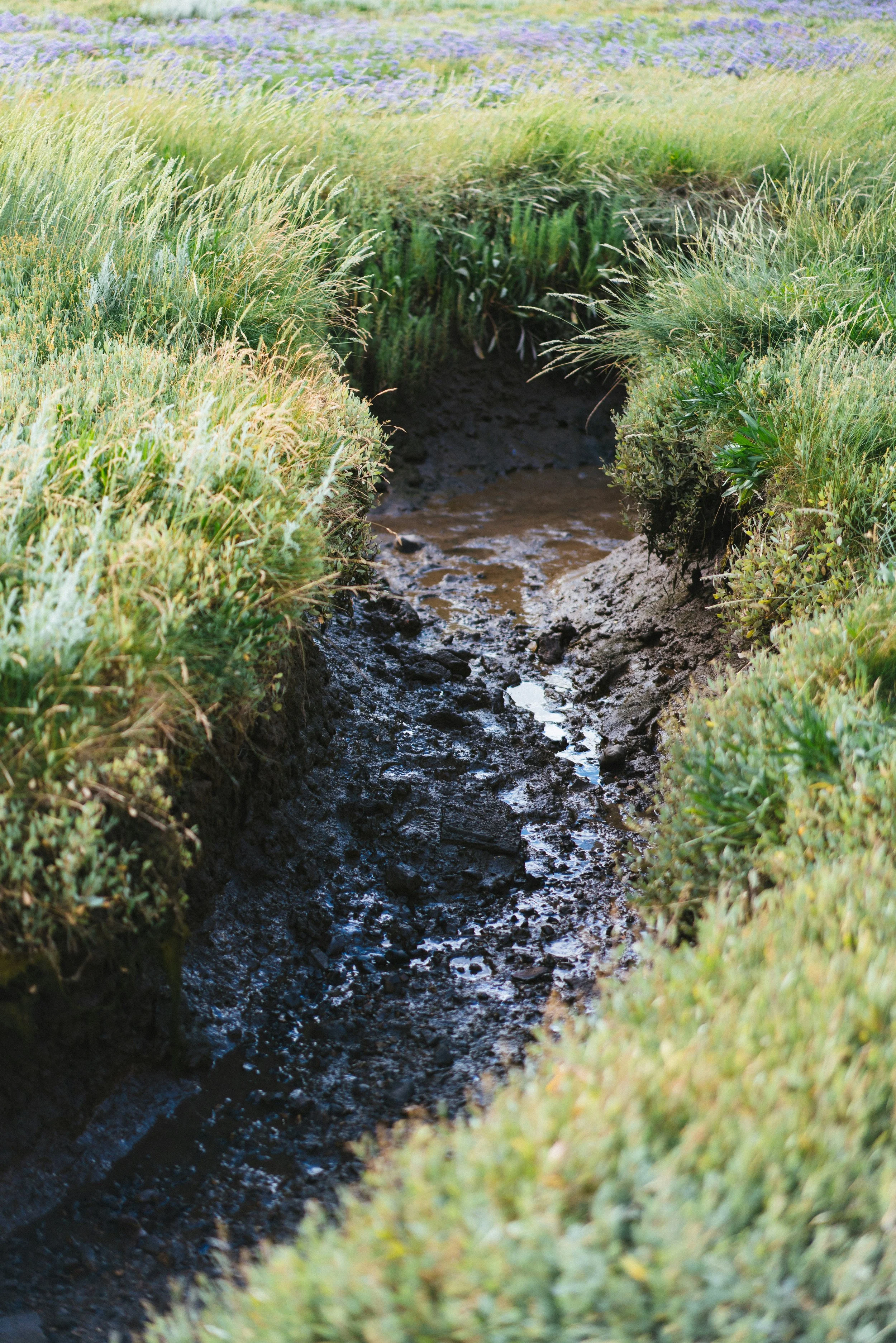 A narrow stream of dark water flowing through a grassy field with purple flowers in the background.