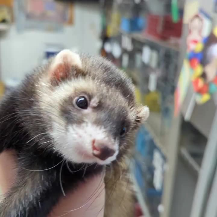Ferret friend