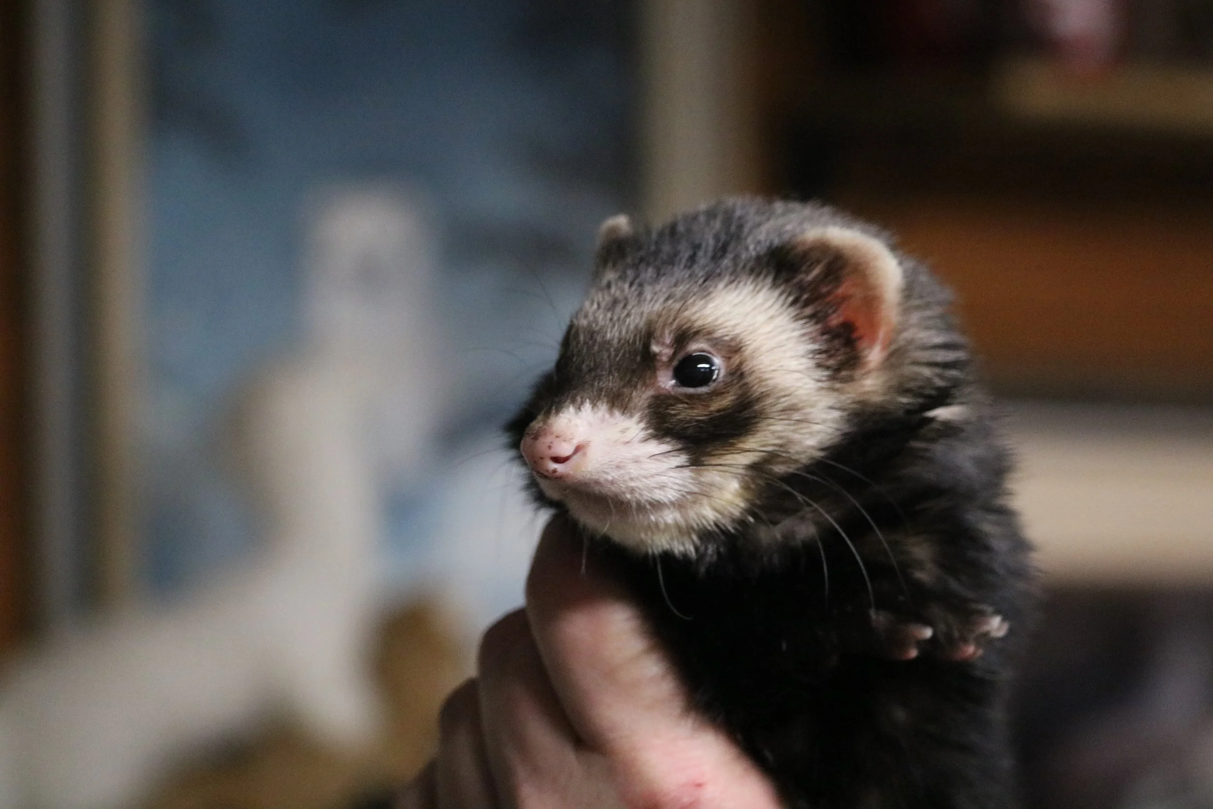 Willamette Valley Ferret Shelter