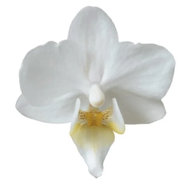 the free body problem