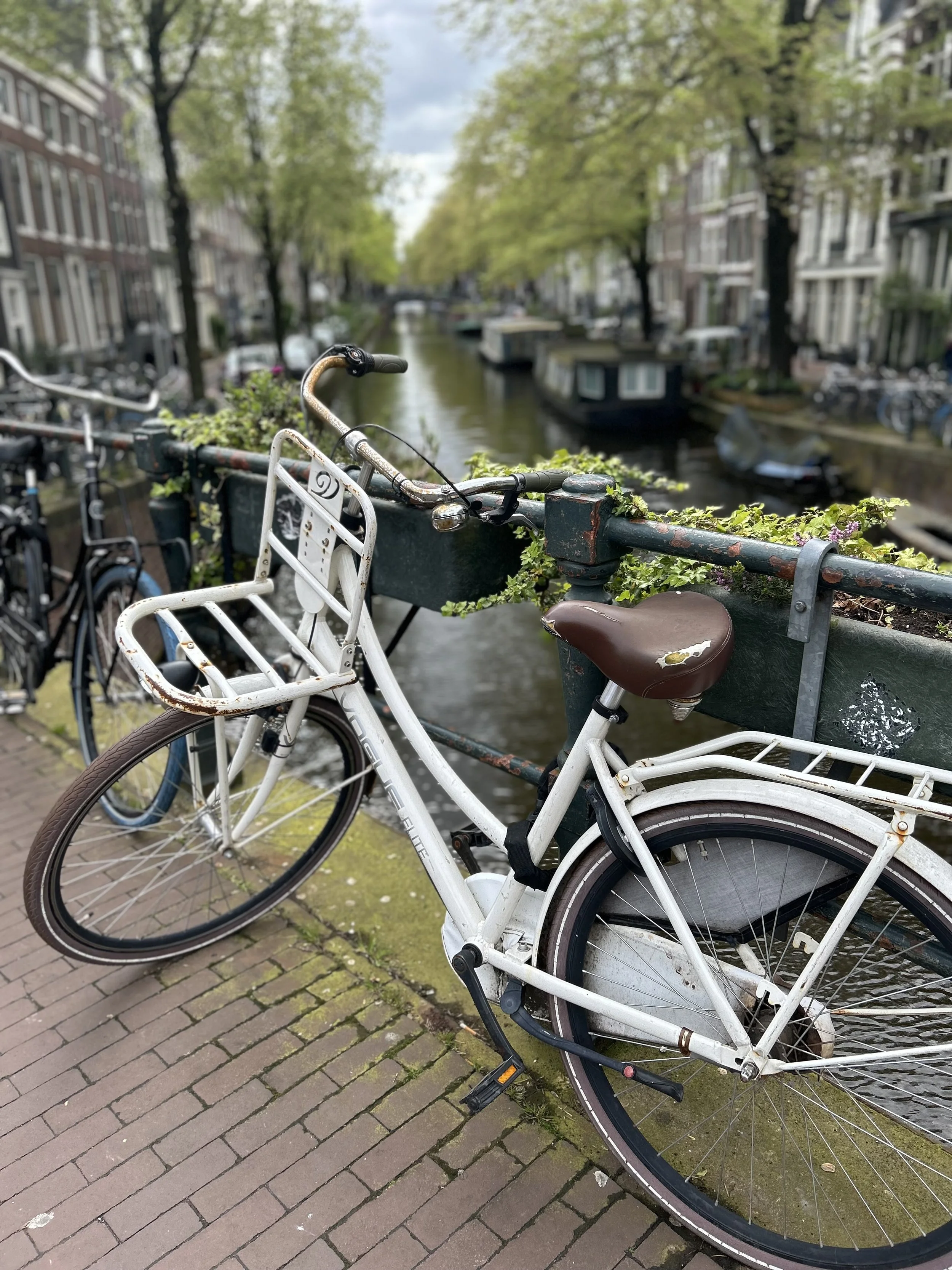 IMG_6931.jpeg