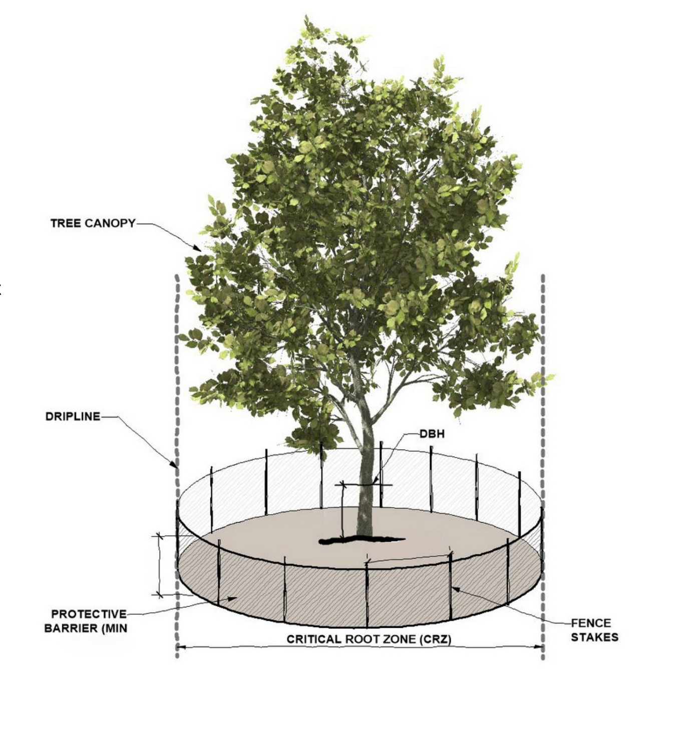 Tree Protection4.png
