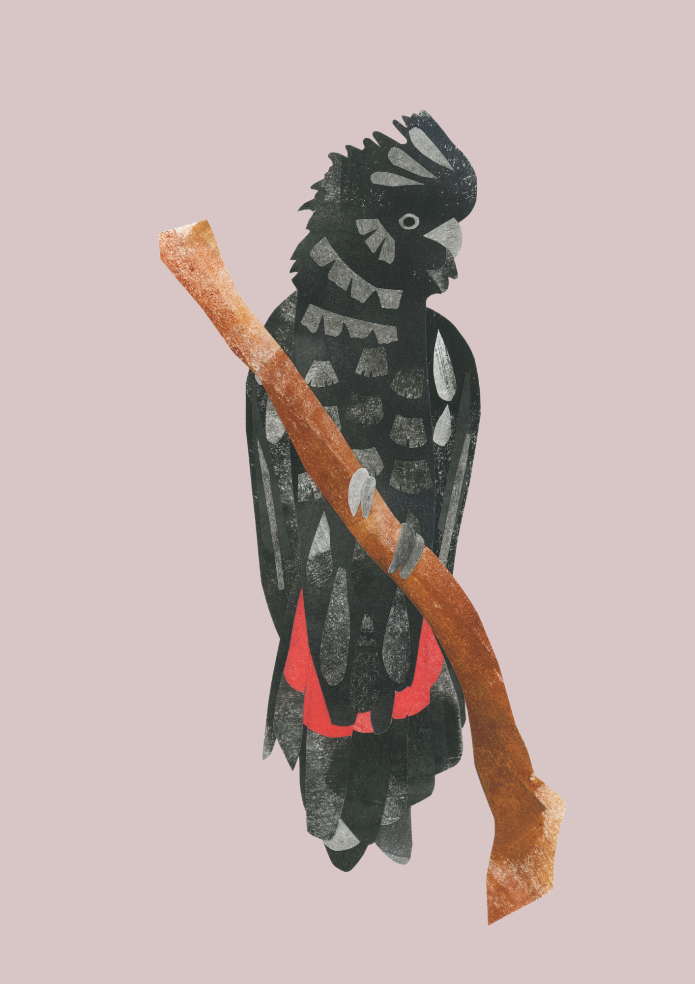 Red-Tailed Black Cockatoo - A4 Standard Print