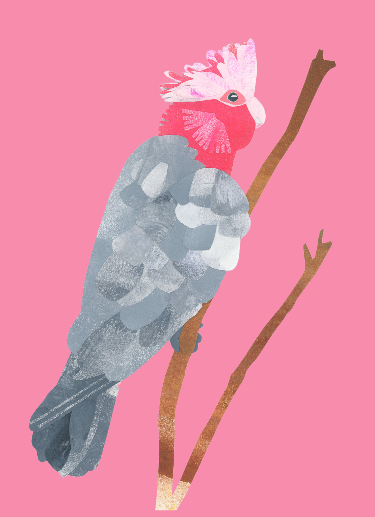 Galah - A4 Standard Print