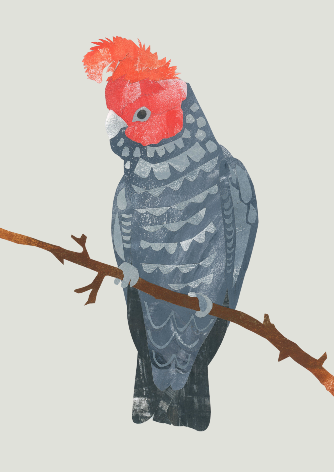 Gang-Gang Cockatoo - A4 Standard Print