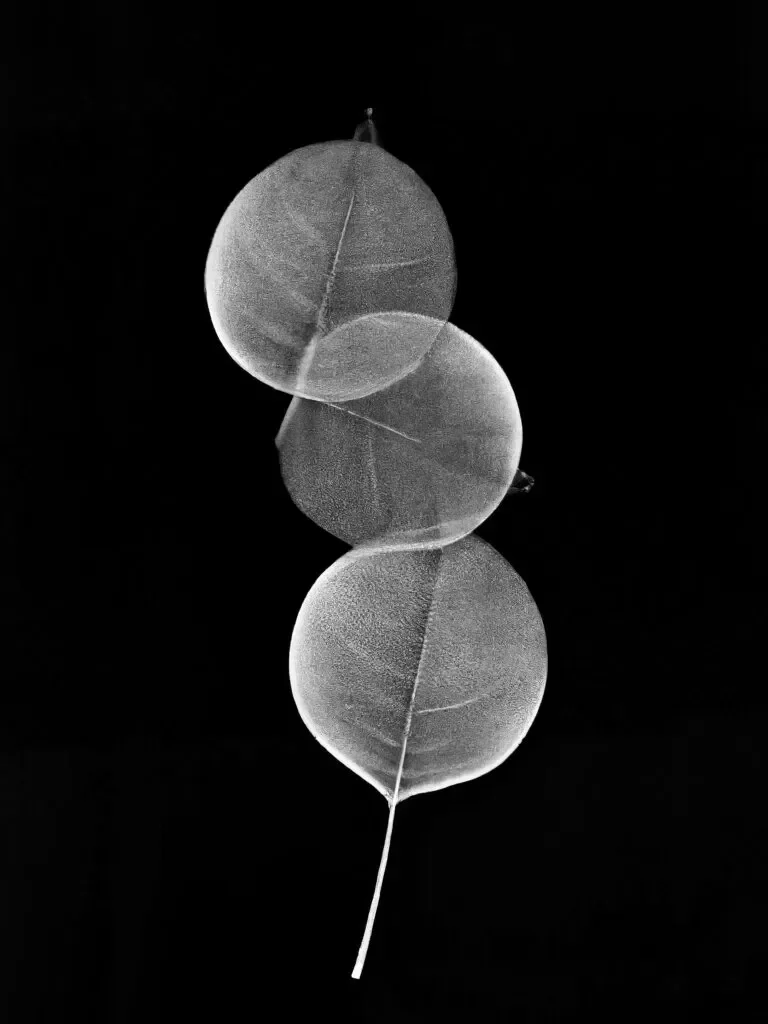 KateRobertson_LeafChain-768x1024.webp