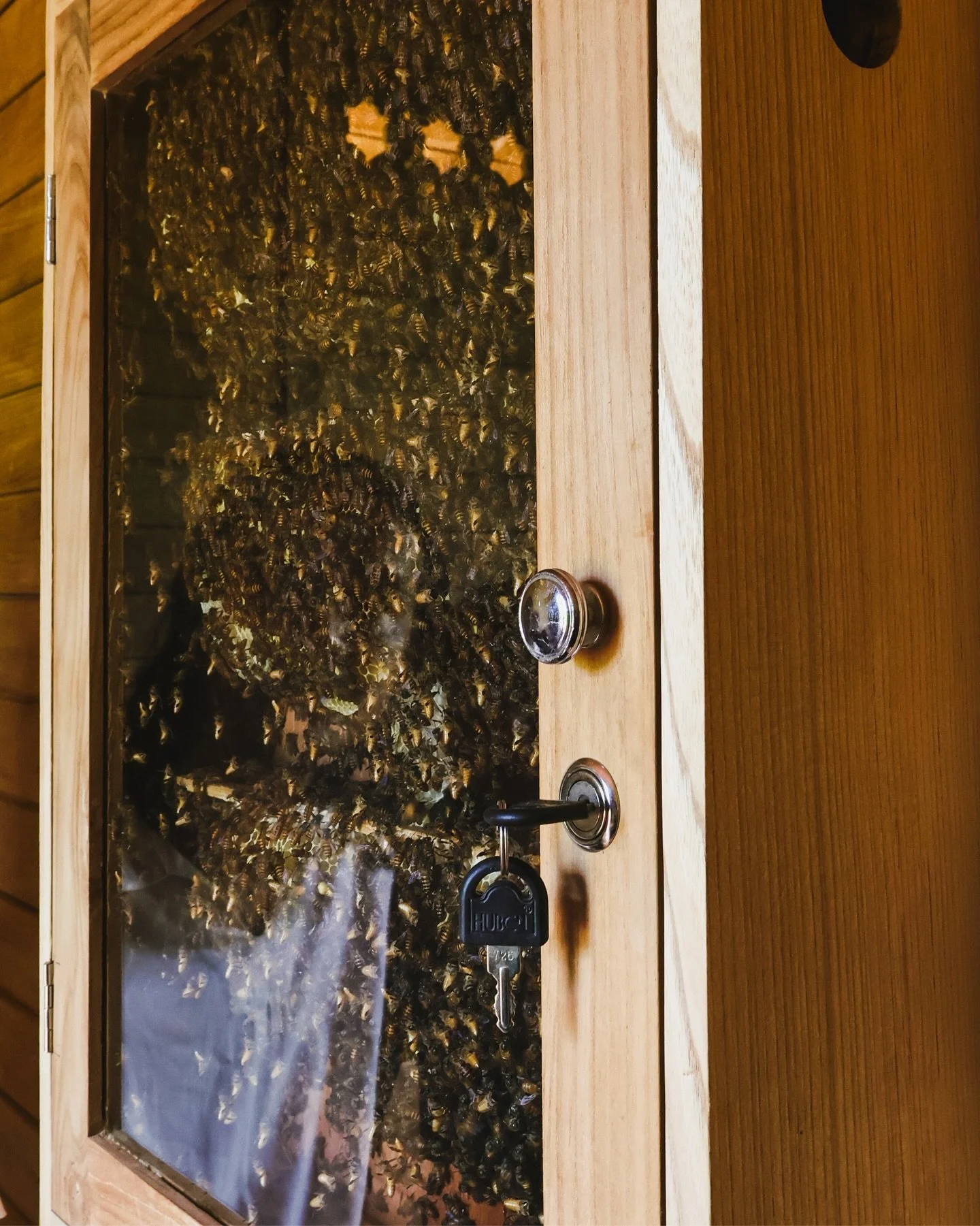 Come breathe in the purified air of the hive and let the hum of the bees calm your nervous system 🐝

#bee #buzzhut #bali