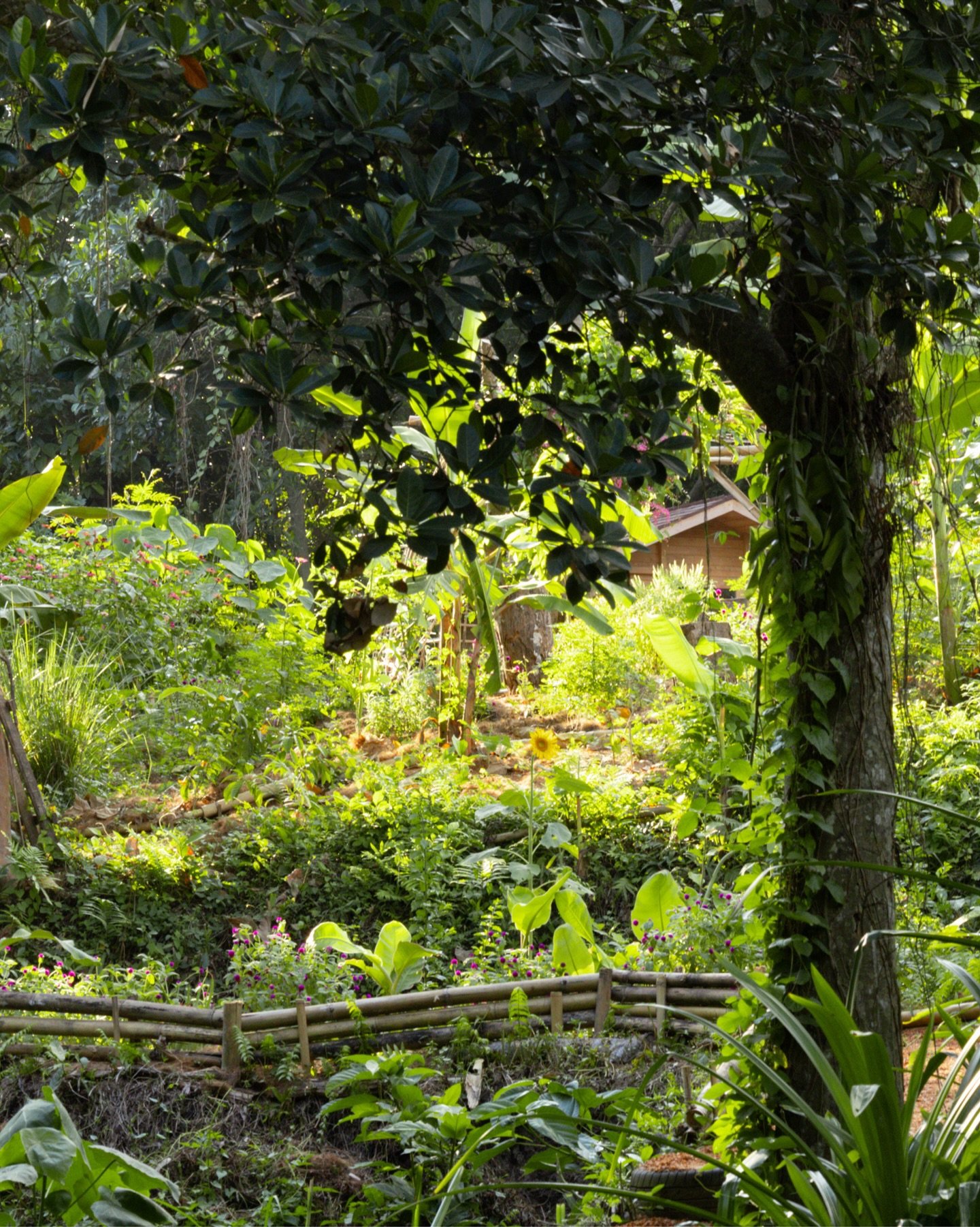 Step away from the noise of Canggu and let nature work to calm you down 🐝

#bees #bali #wellness