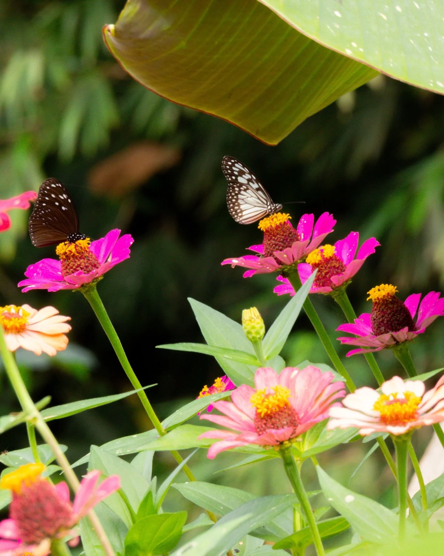 Meet the &ldquo;8 o&rsquo;clock flower.&rdquo; Have you seen it blooming at Buzzhut yet? 😍🌼

#bees #wellness #nature #bali