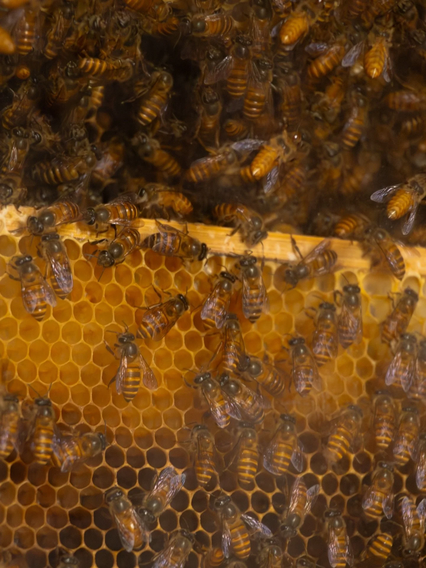 Need a reset? Come visit the buzz hut and experience the calming sound of the bees!🐝 🍯

#buzzhut #bali #honeybee