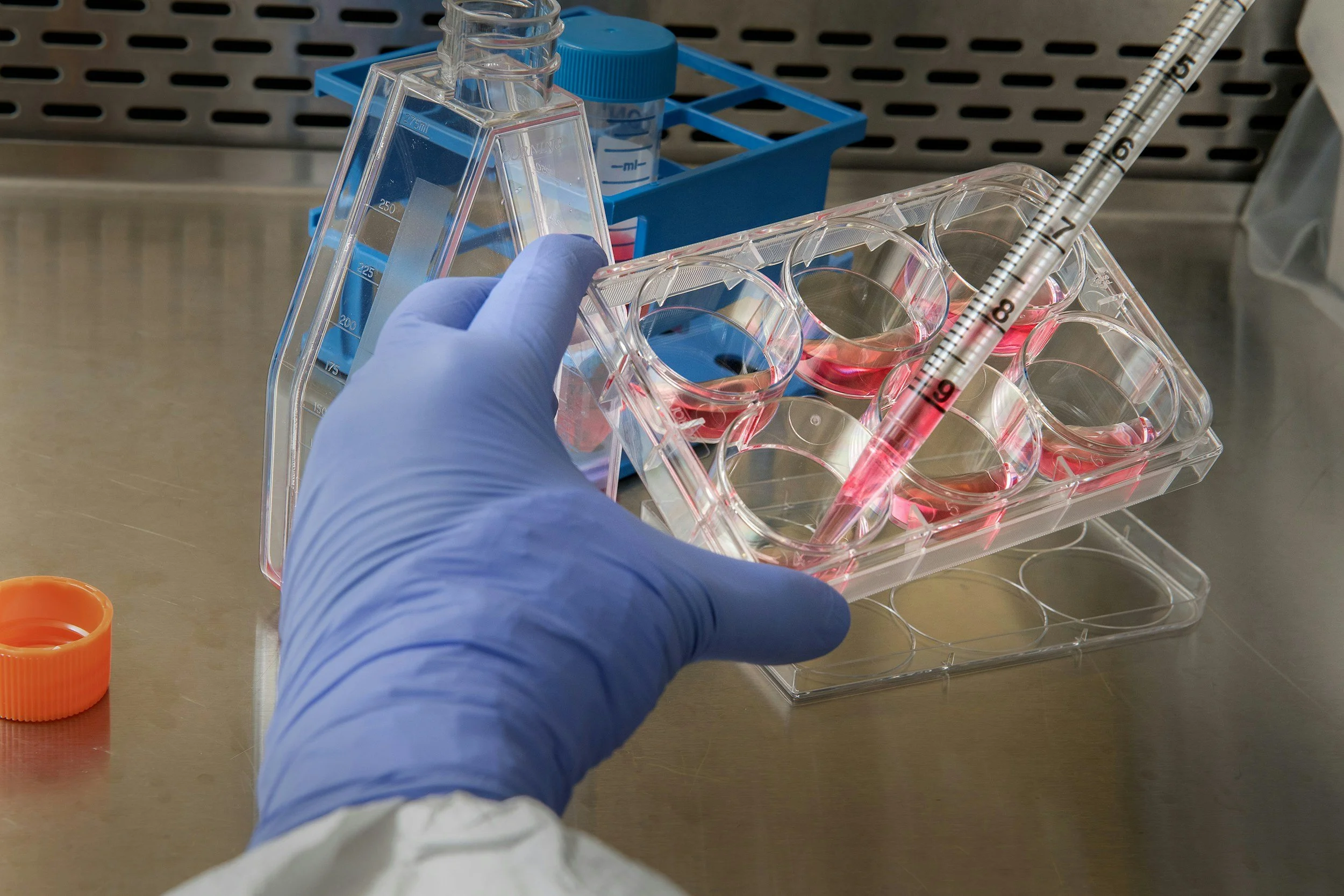 A laboratory technician wearing a blue glove using a pipette to transfer red liquid into a multi-well plate with several wells filled with the liquid. Laboratory equipment, including test tubes and a blue rack, is visible in the background on a stainless steel work surface.