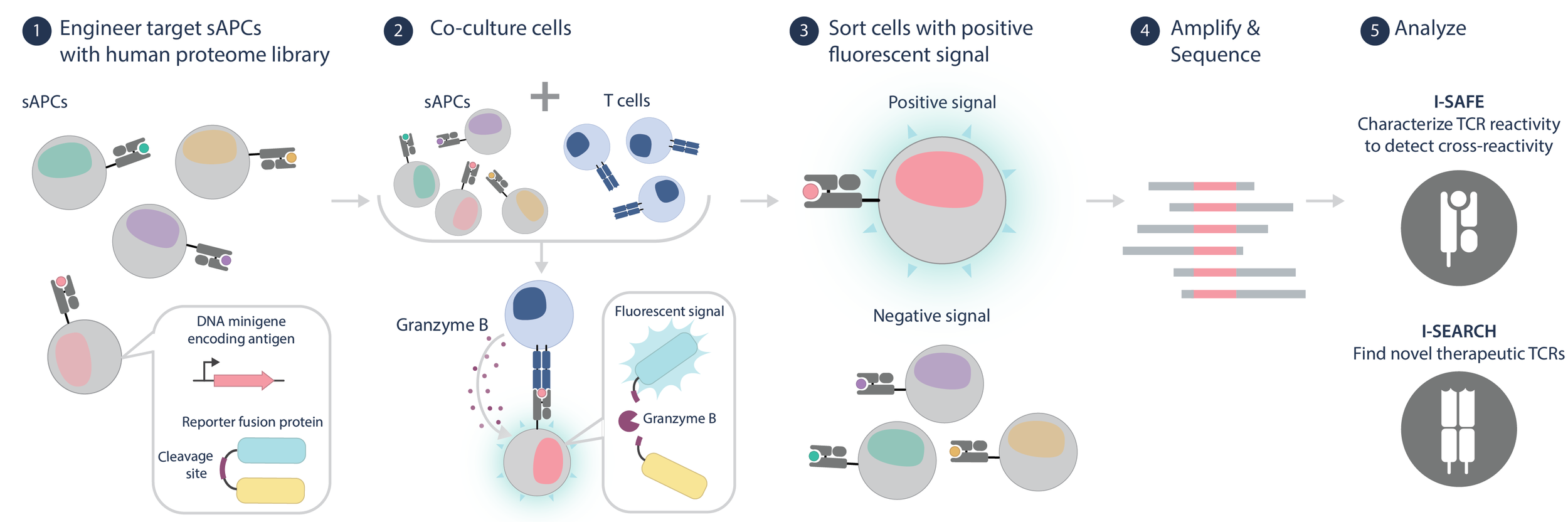 Diagram of a process identifying T-cell receptors using engineered target cells, co-culturing with T cells, sorting cells with fluorescent signals, amplifying, sequencing, and analyzing for therapeutic TCRs.