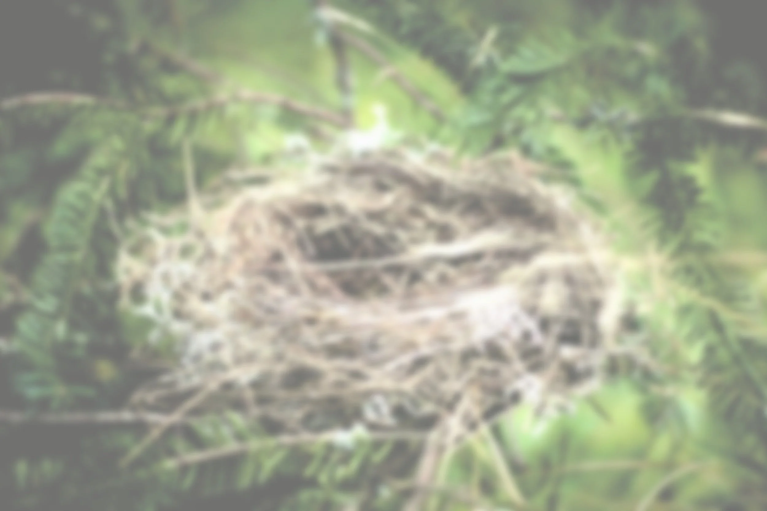 Blurred image of a stone or log footbridge surrounded by lush green foliage.