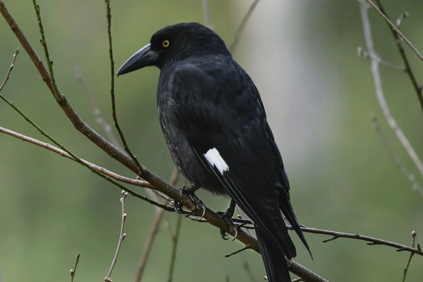 Currawong
