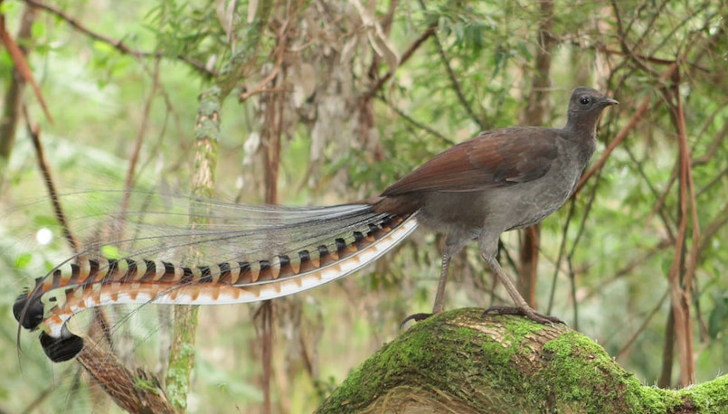Lyrebirds