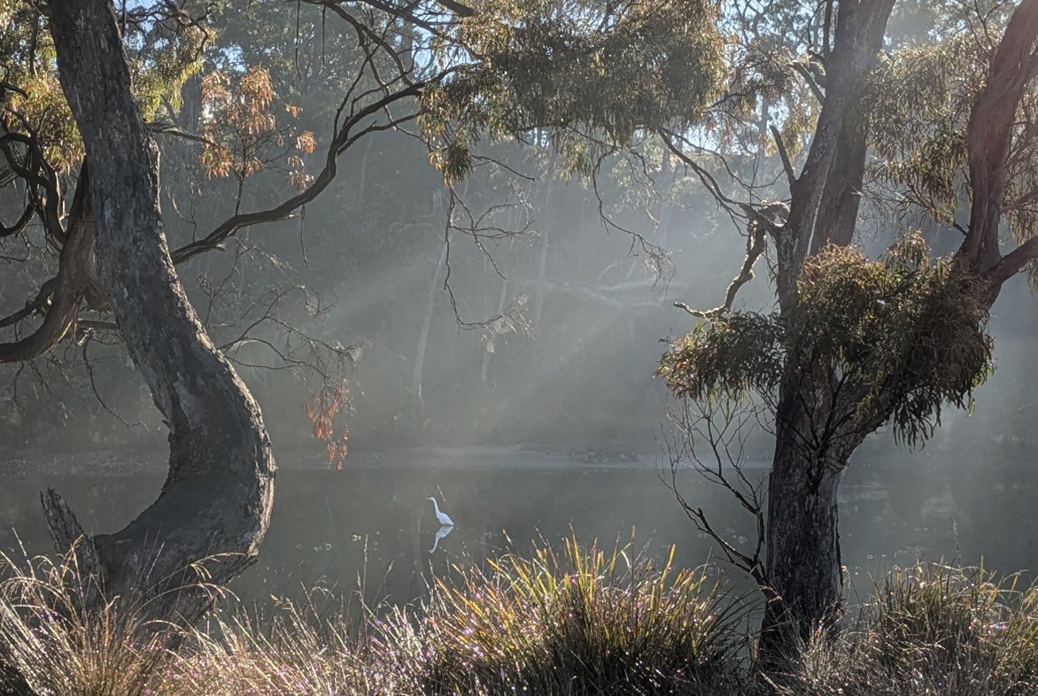 Snug River Revegetation #1