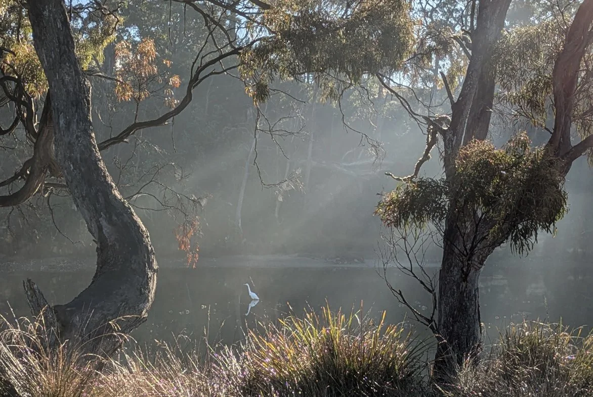 Snug River Revegetation #2