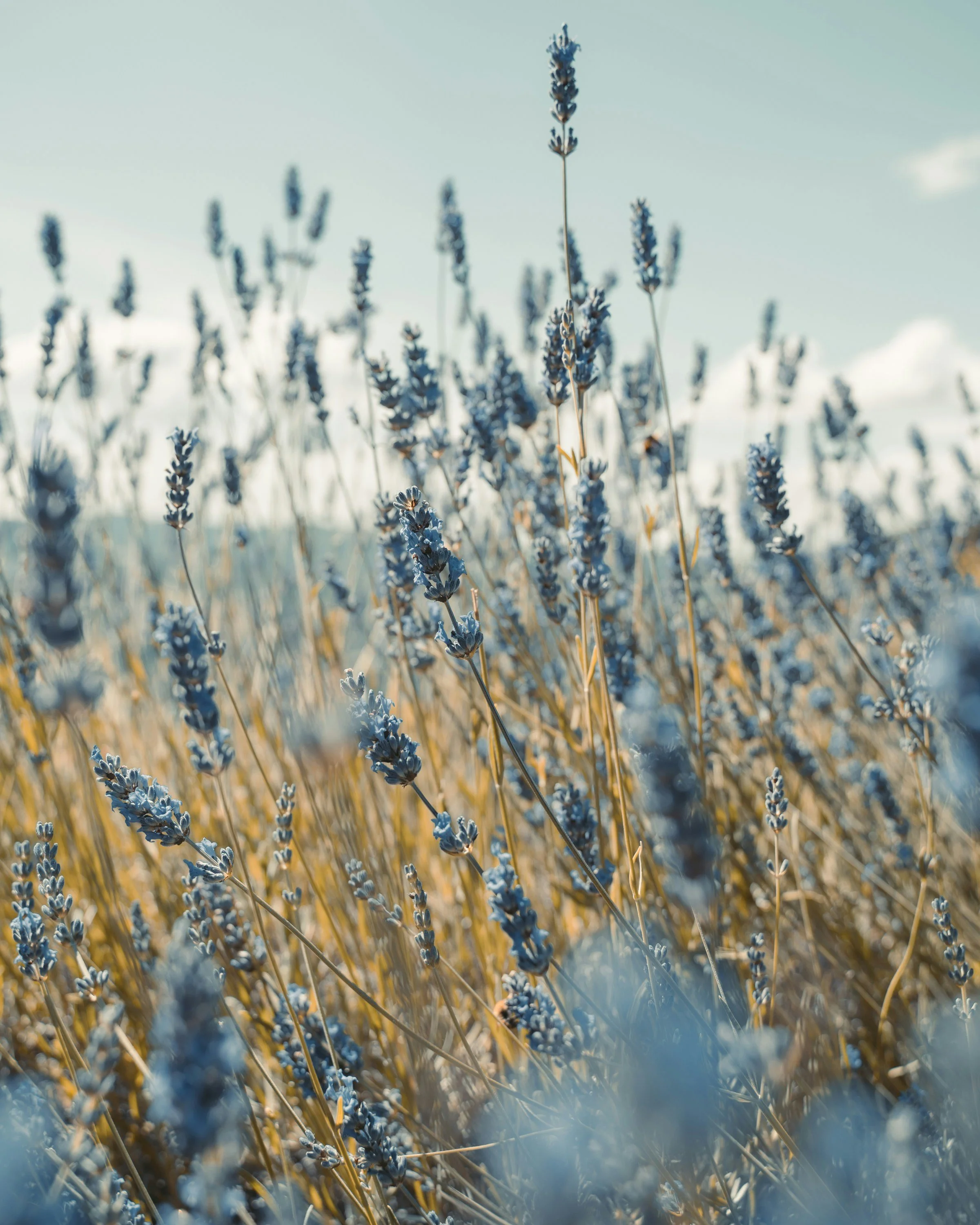 Close-up of lavender flowers with a soft sky background, highlighting the purple flowers and golden stems.