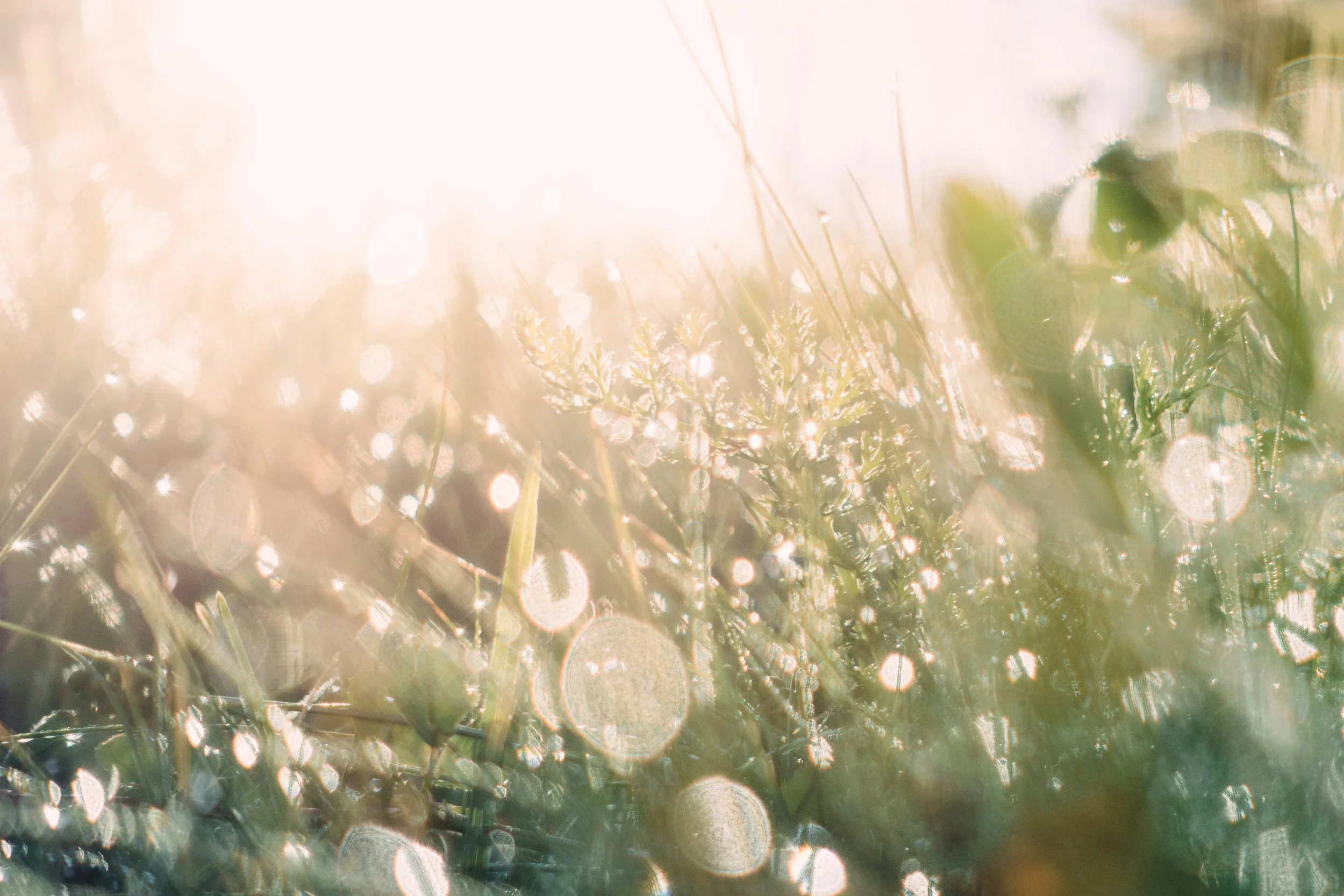 Close-up of grass and plants with sunlight creating a bright, dreamy bokeh effect in the background.