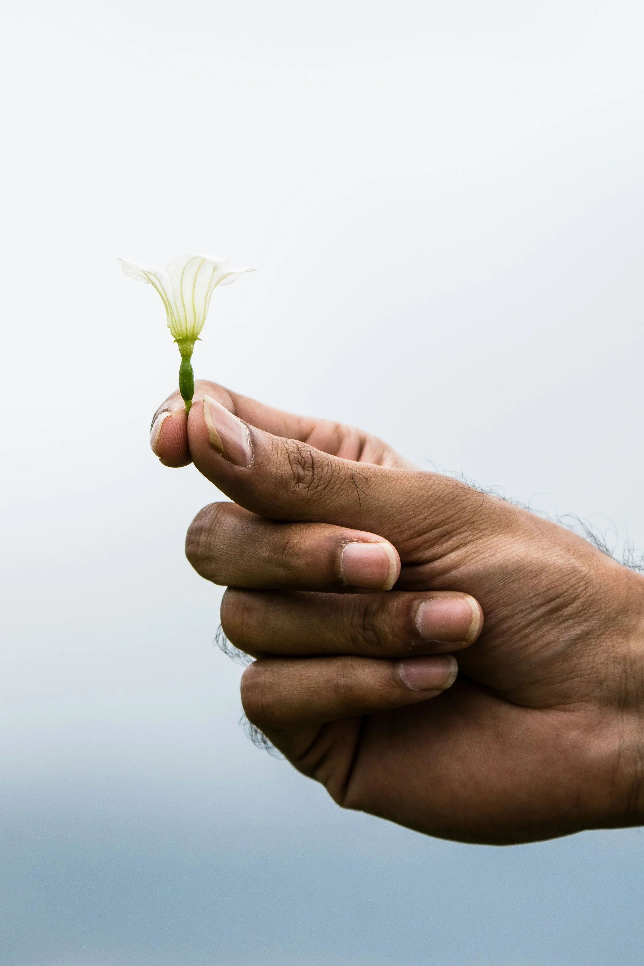 A person's hand holding a small white flower with a green stem against a plain white background.