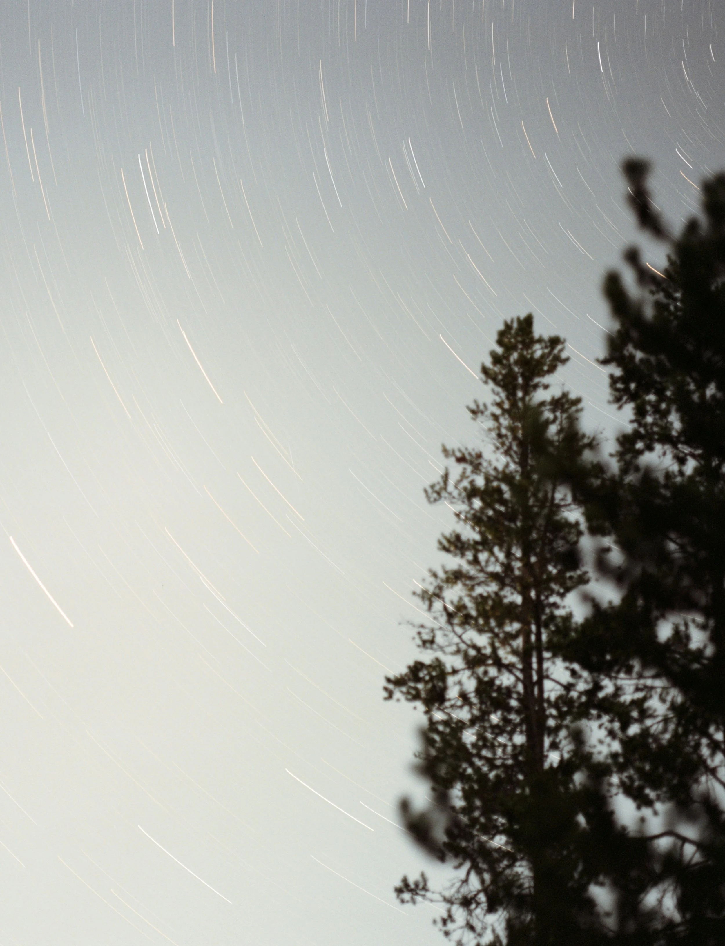 Night sky with star trails and silhouette of a pine tree.