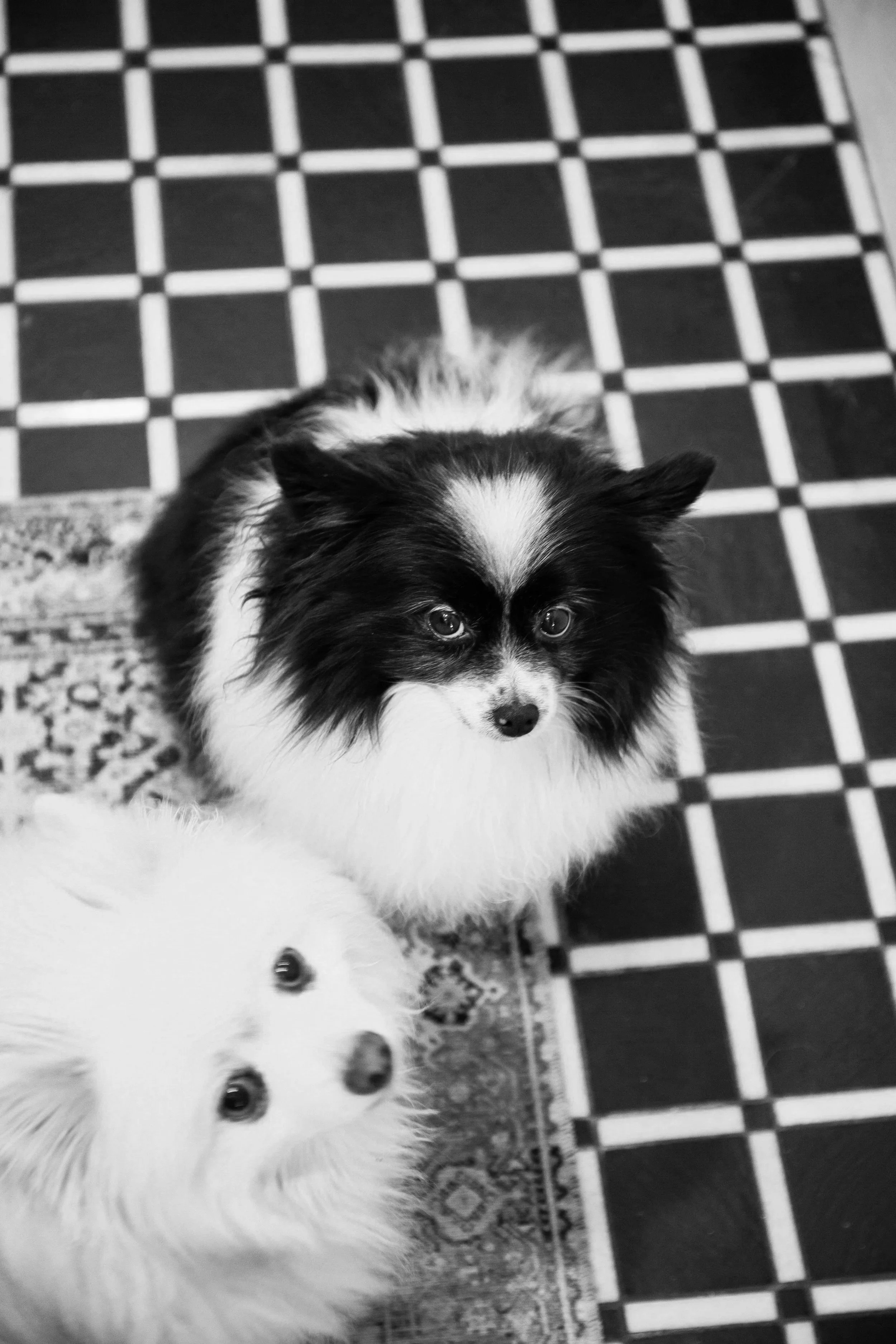 Two small dogs, one black and white and the other white, sitting on a patterned floor and a rug.