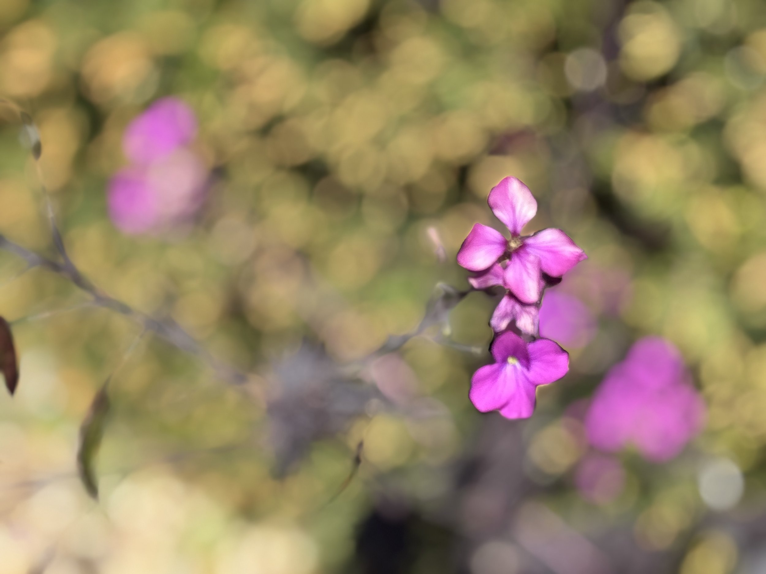 IMG_4237.jpeg