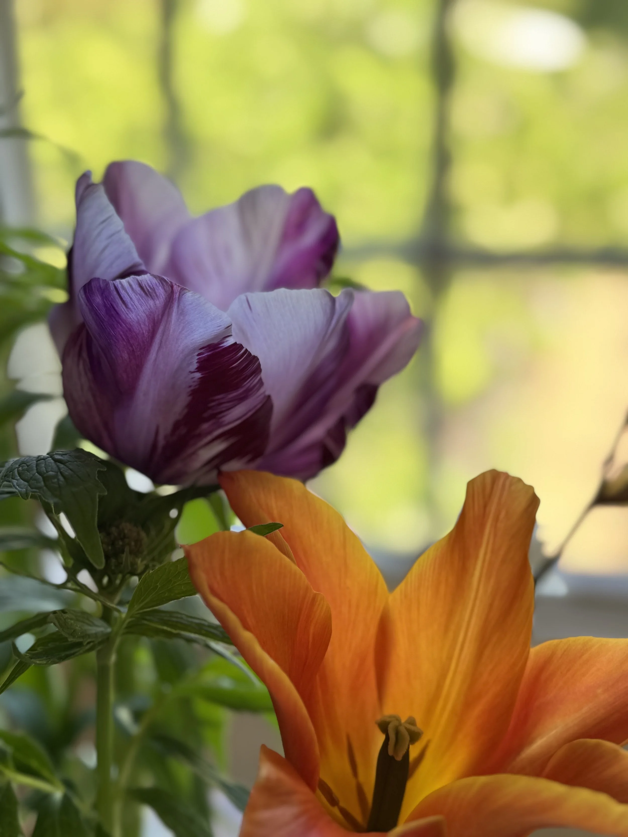IMG_4519.jpeg